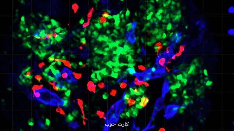 عفونت کووید ۱۹ عامل ابتلای افراد به دیابت